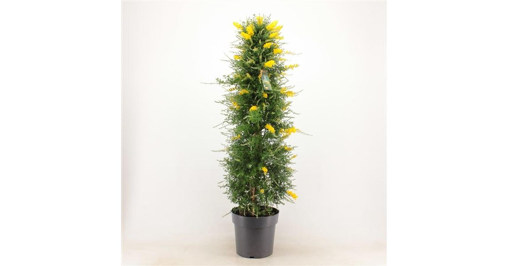 Cytisus x racemosus 'Genista' piramide - Zanót – angerkerteszet.hu