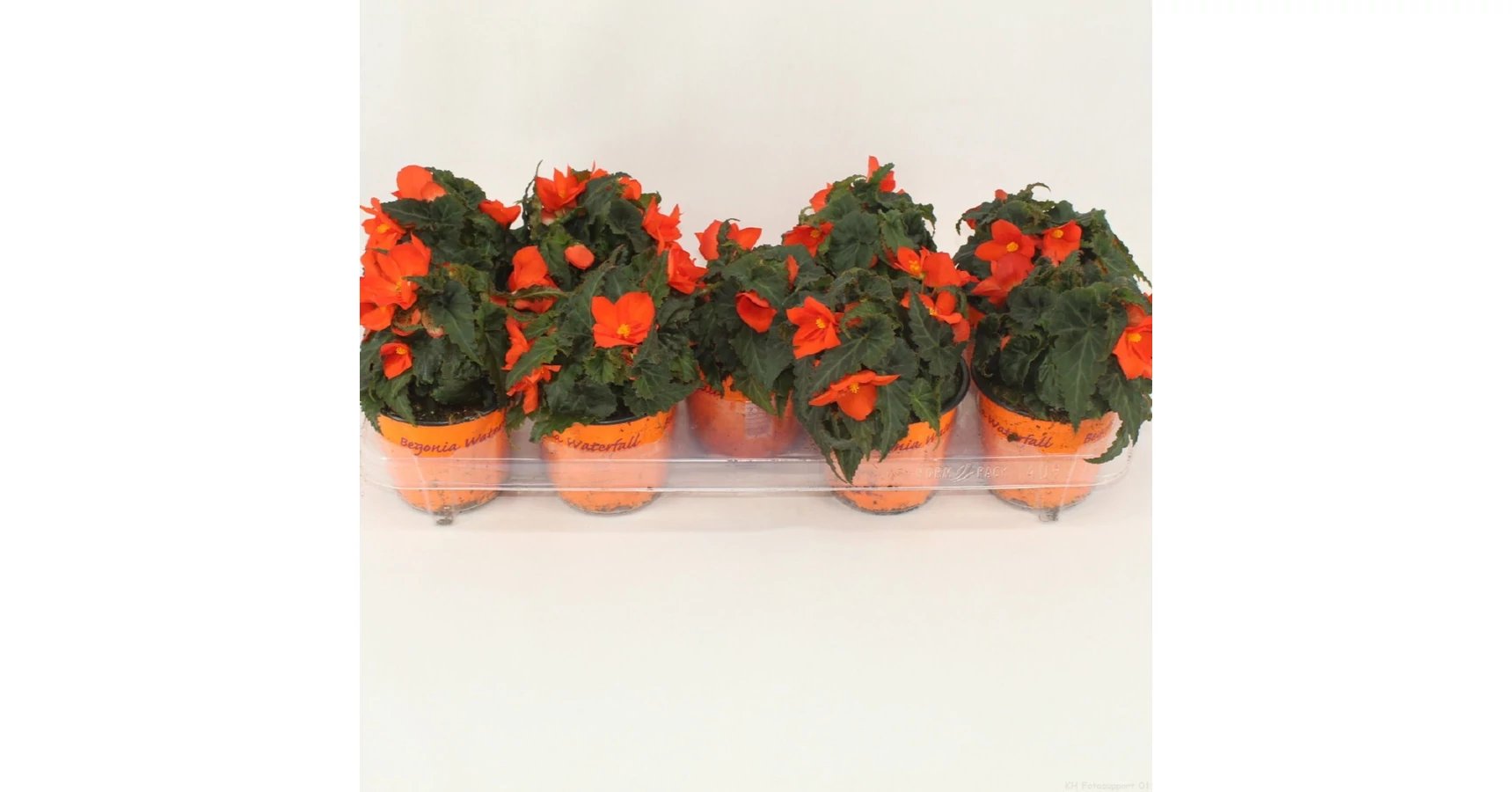 Begonia Waterfall Encanto Orange - Begonia – angerkerteszet.hu