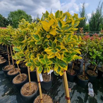 Euonymus japonicus 'Aurea' - Japán kecskerágó