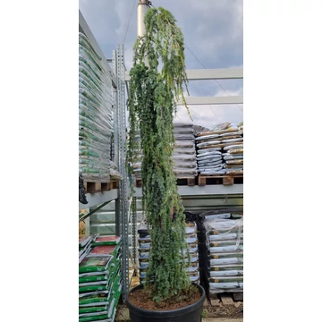 Cedrus atlantica 'Glauca Pendula' - Kék csüngő atlasz