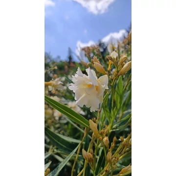 Nerium oleander - Leander