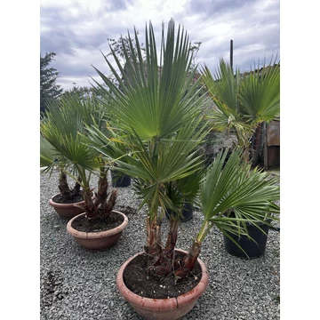 Washingtonia robusta grupo triple bowl - Mexikói Washington pálma (3törzsű)