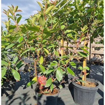 Photinia fraseri - ‘Red Light’ - Korallberkenye