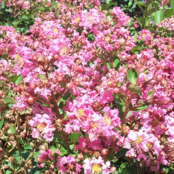 Lagerstroemia indica 'Hopi' – Kínai selyemmirtusz