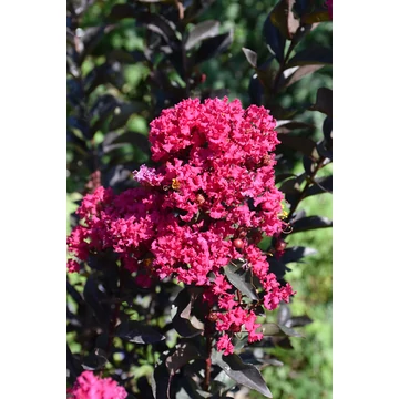 Lagerstroemia indica Black Diamond 'Mystic Magenta' - Bordólevelű kínai selyemmírtusz törzses