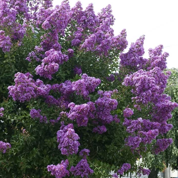 Lagerstroemia indica 'Superviolacea' - Kínai selyemmirtusz