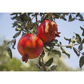 Punica granatum Melograno da frutto - Gyümölcstermő gránátalma (törzses, gyümölccsel) 