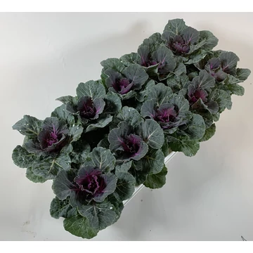 Brassica 'Glad red' - Diszkáposzta piros