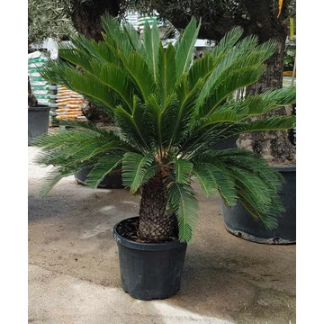 Cycas revoltua - Japán Cikász c45