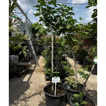 Ficus Carica -  Fügefa - Törzses tabáni zöldfüge