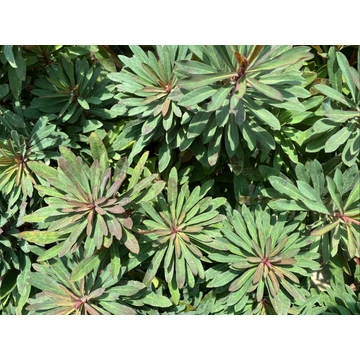 Euphorbia ‘Miner’s Merlot’ – kutyatej