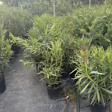 Nerium oleander - Leander