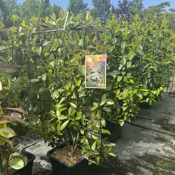 Prunus laurocerasus 'Novita' - Babérmeggy Fal