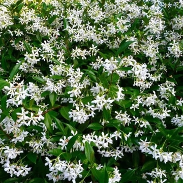 Trachelospermum Jasminoides - Csillagjázmin - Fehér virágú