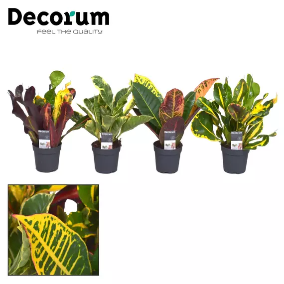 Codiaeum variegatum Croton mix - Kroton Csodacserje