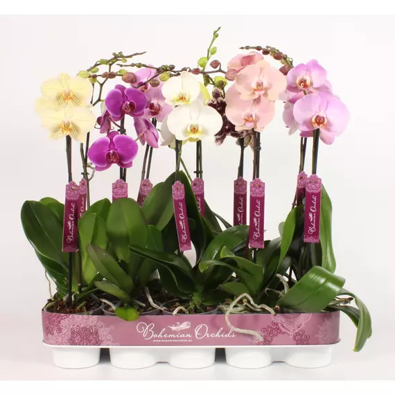 Phalaenopsis 9-14 mix - Két ágú Lepkeorchidea