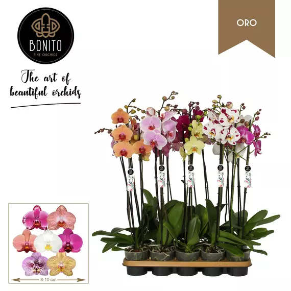Phalaenopsis Oro mix - Két ágú Lepkeorchidea 8 színben