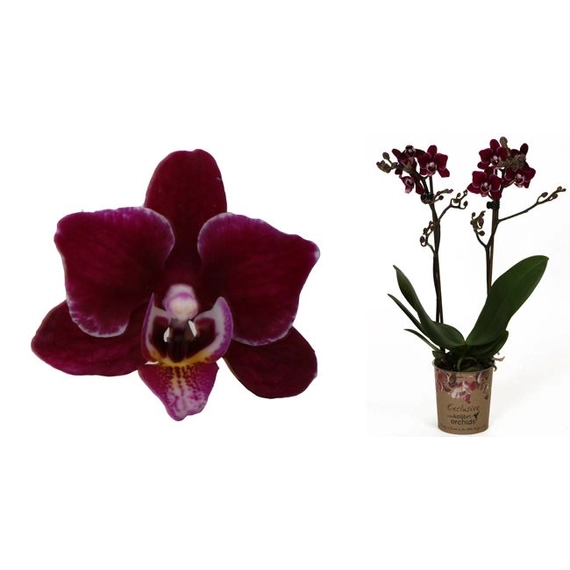 Phalaenopsis Guatemale - Két ágú Lepkeorchidea