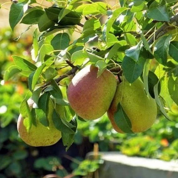 Pyrus 'Szép Helena' körte vadkörte alanyon - konténeres