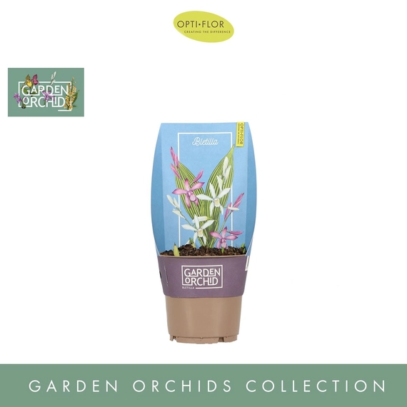 Bletilla Garden Orchid mix - Jácintorchidea színk.
