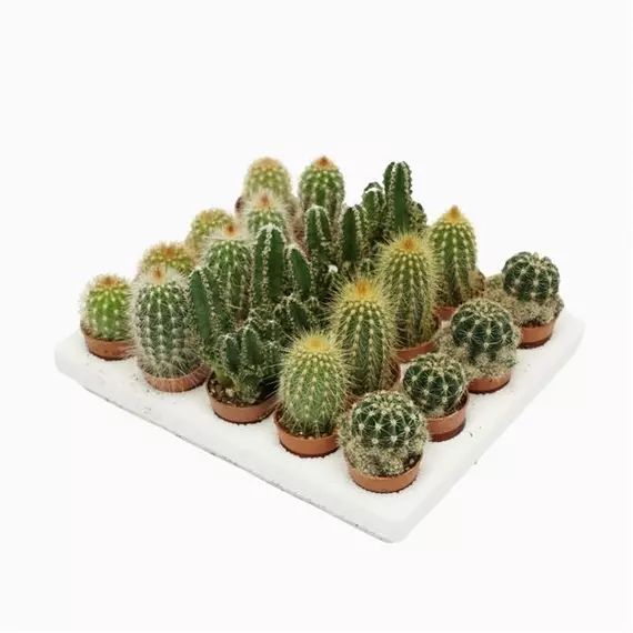 Cactus mini MIX 3 cm