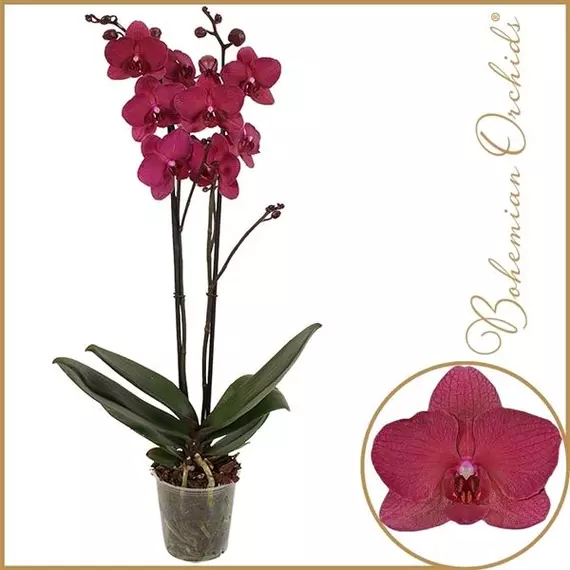 Phalaenopsis 'Bohemian Pavarotti' - 2 ágú