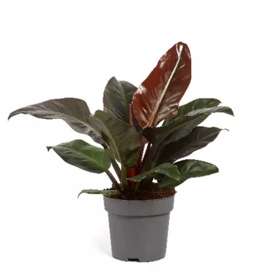 Philodendron 'Imperial Red' - Filodendron