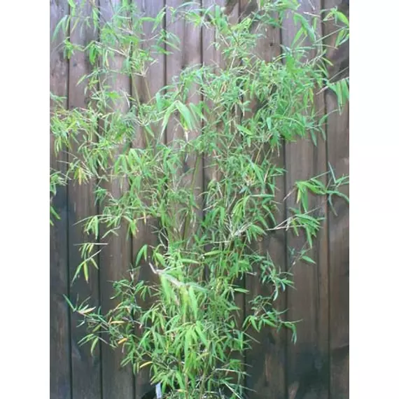 Fargesia angustissima - Bambusz