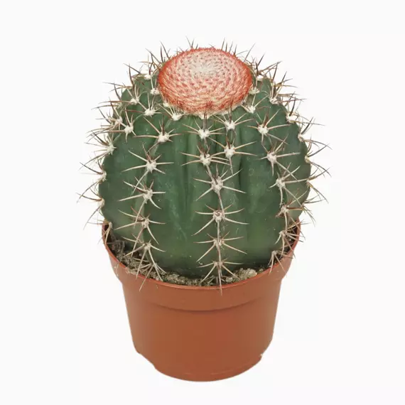 Cactus melocactus neryi - Dinnyekaktusz