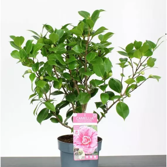 Camellia Japonica 'Bonomiana' - Japán kamélia
