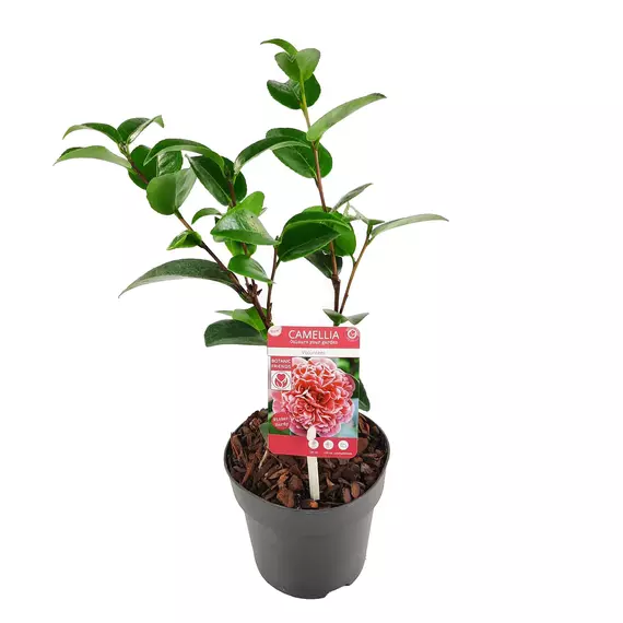 Camellia Japonica 'Volunteer' - Japán kamélia