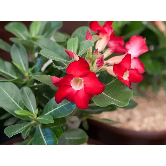 Adenium Obesum 'Red' - Sivatagi rózsa