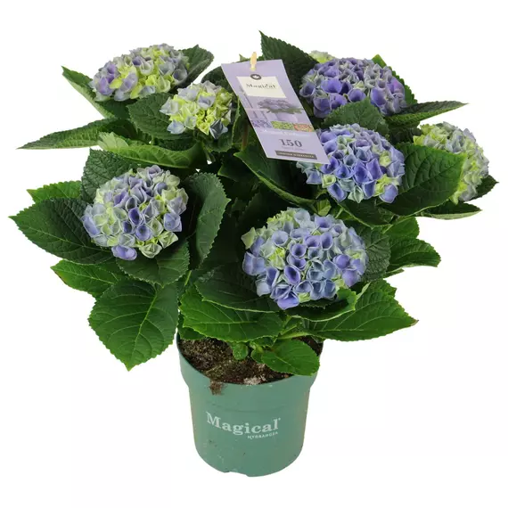 Hydrangea 'Magical Evolution Blue' 7/8 flowers - Kerti Hortenzia