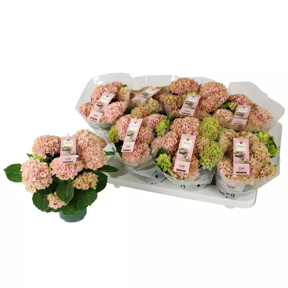 Hydrangea 'Magical Revolution Pink'  3-5 flower- Kerti Hortenzia - 150 napig virágzó