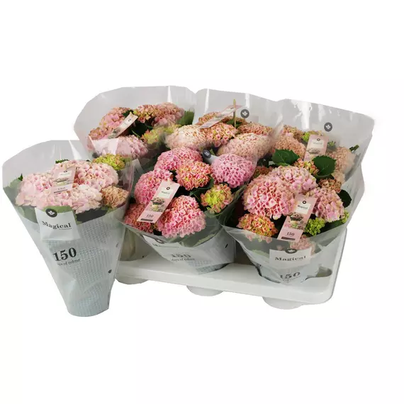 Hydrangea 'Magical Revolution Pink' 5-6 flowers - Kerti Hortenzia