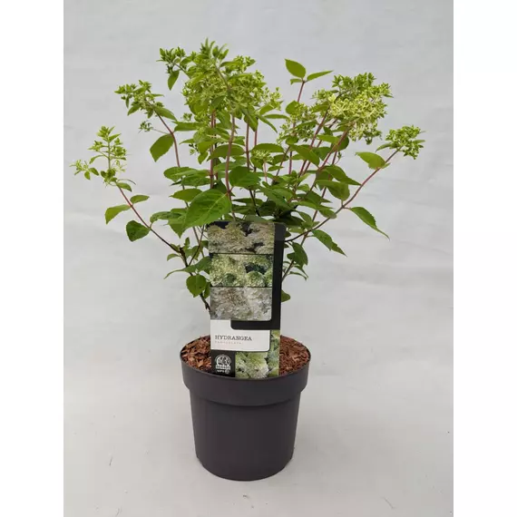 Hydrangea paniculata Grandiflora - Bugás hortenzia