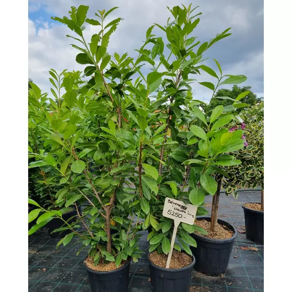 Prunus Laurocerasus - 'Novita' - Babérmeggy