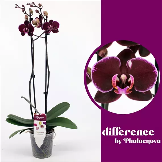 Phalaenopsis Elegant 'Debora' - Orchidea 2 virágszárú