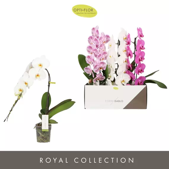 Phalaenopsis 'Formidablo' Mix - Orchidea 