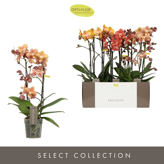 Phalaenopsis Multiflora Exclusivo 'Gold' mix - Orchidea 2 virágszárú