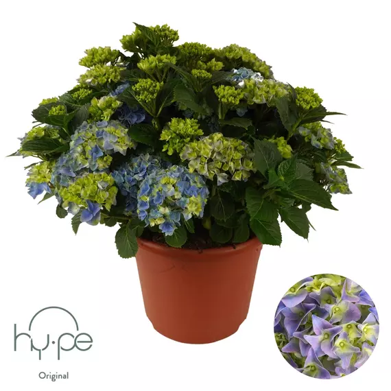 Hydrangea macrophylla 'Mophead Blue' 15+ - Kerti Hortenzia