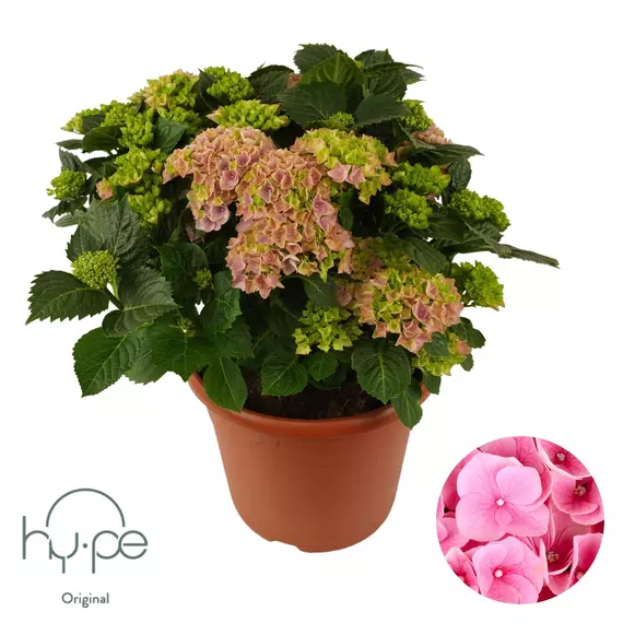 Hydrangea macrophylla 'Mophead Pink' 15+ - Kerti Hortenzia