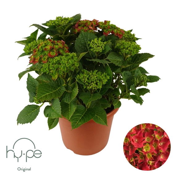 Hydrangea macrophylla 'Mophead Red' 15+ - Kerti Hortenzia