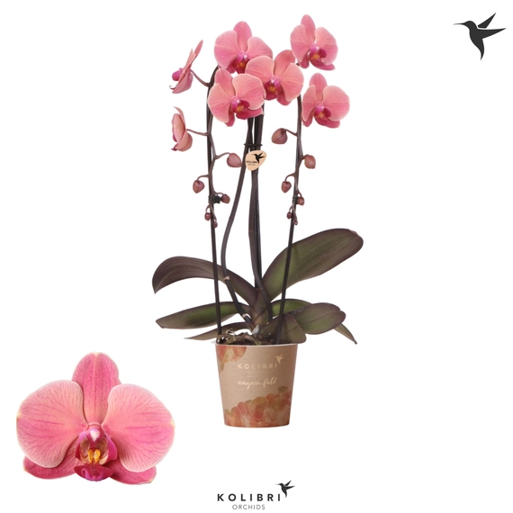 Phalaenopsis Elegant 'Cascade fall orange' - Orchidea 2 virágszárú