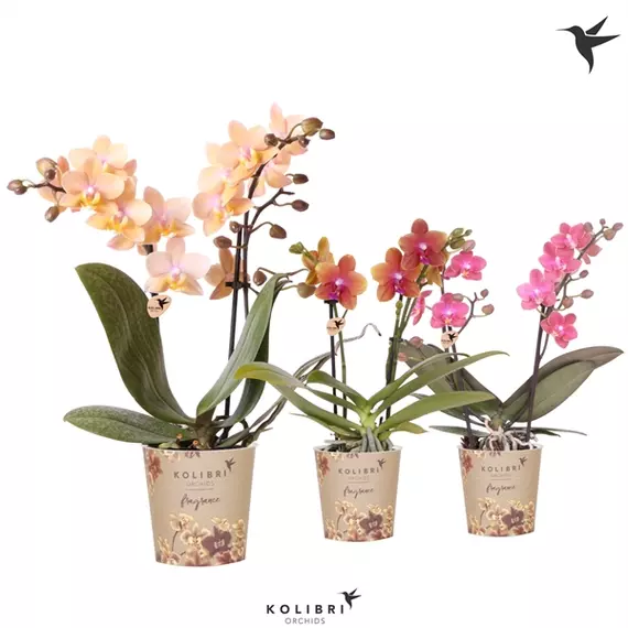 Phalaenopsis 'Perfíum' - Orchidea 2 virágszárú