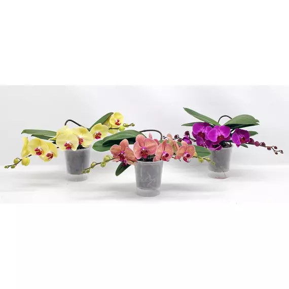 Phalaenopsis 'Table LOS' mix - Orchidea