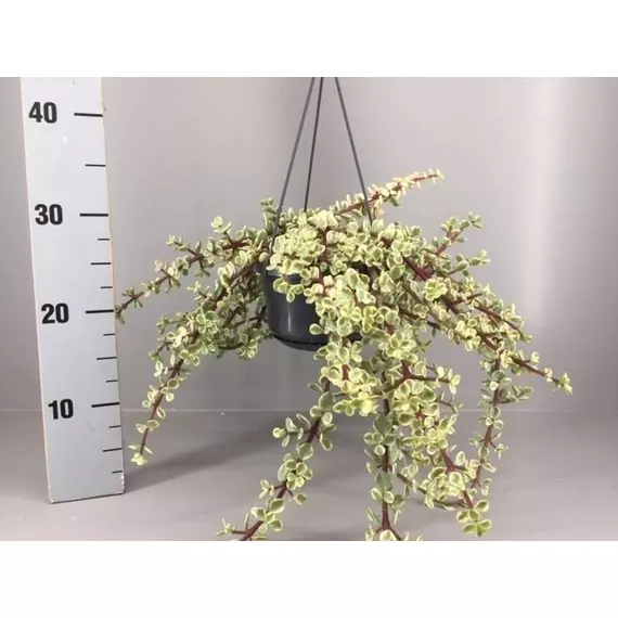 Crassula Portulacaria afra variegata - Tarka elefántcserje