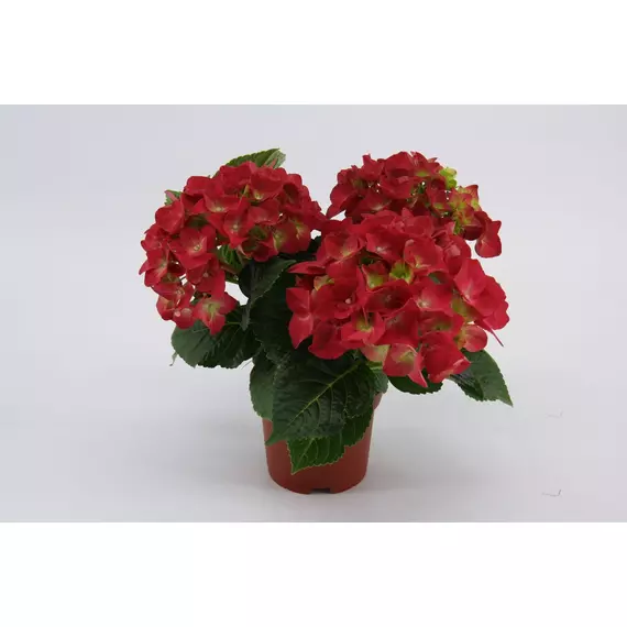 Hydrangea macr. 'Hi Fire red' 3+bloem - Hortenzia
