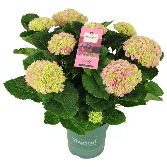 Hydrangea Magical Evolution 'pink' 7/8 flowers - Hortenzia