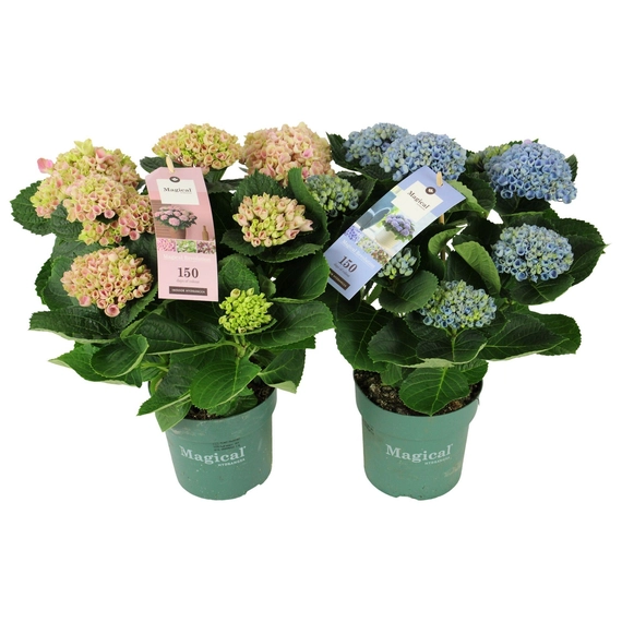 Hydrangea Magical Revolution ® MIX 5/6 flowers - Hortenzia